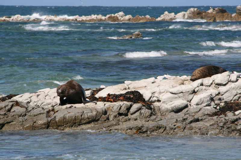 Nieuw-Zeeland 2011 - 1098